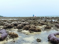 泰国知名潜水胜地遭潮汐异常现象  活生生海底世界全“上岸”