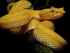 盘点13种世界上最毒的蛇 全球最毒的蛇毒素比眼镜蛇强百倍