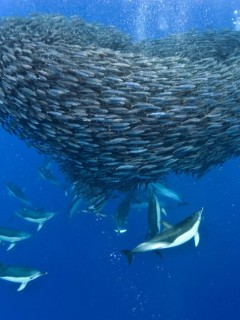 蔚蓝海底鱼群组成浪漫爱心形状：实为海豚猎食