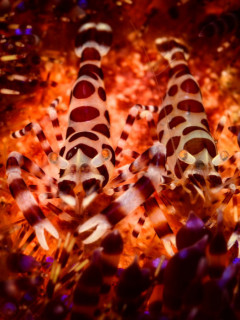 微距拍海洋生物妙趣横生一面：虾给海鳝挠痒痒